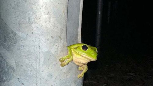 Green tree frogs in the Gold Coast