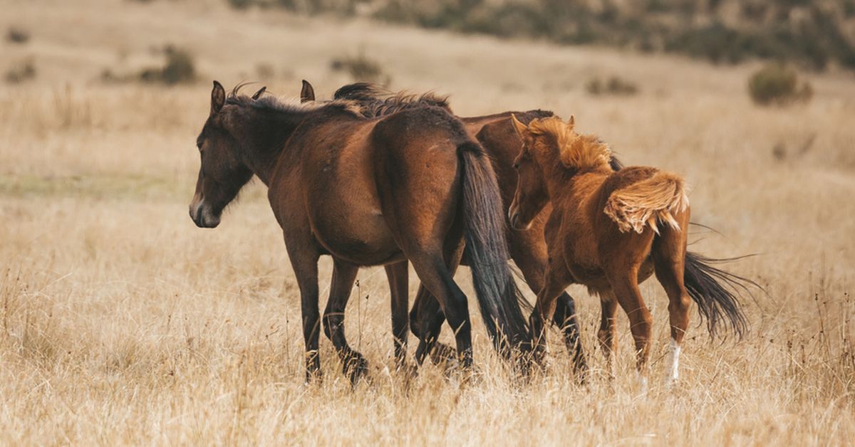 'Victory for truth': Brumbies lose protection under new law