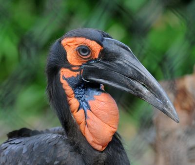 <strong>The southern ground hornbill co-parents and hires nannies</strong>