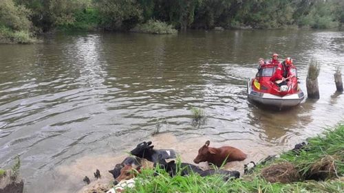 The Huntly rescue boat herds cows up the WaipÄ river bank.