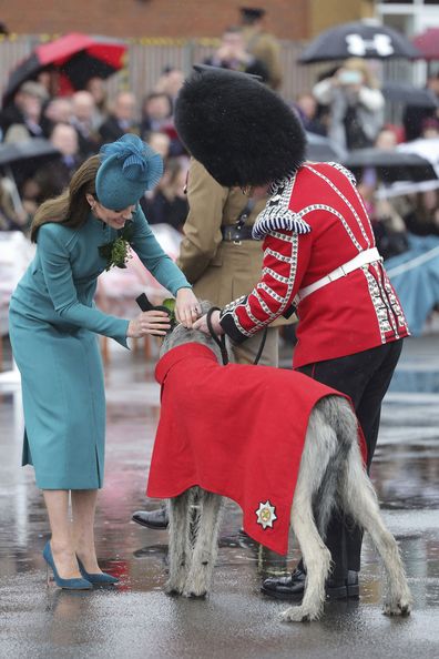 Kate, the Princess of Wales  presents Irish Wolf Hound 'Turlough Mor' (aka Seamus), regimental mascot of the Irish Guards with a traditional sprig of shamrock, during the St. Patrick's Day Parade at Mons Barracks, in Aldershot, England, Friday, March 17, 2023. 