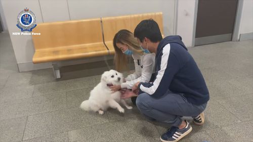 A Japanese Spitz dog has been reunited with its owners, after it was allegedly stolen from a home in Sydney's south-west.