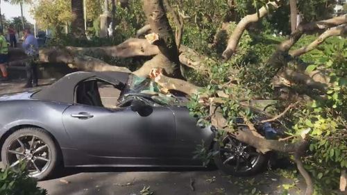 A driver was left stunned after a huge tree crashed onto his car's bonnet at traffic lights