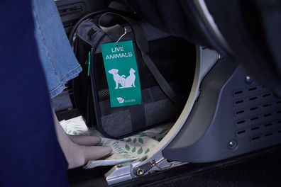 virgin australia pet flights