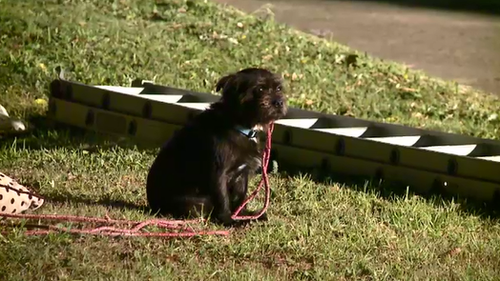 A small dog escaped injury in the crash. (9NEWS)