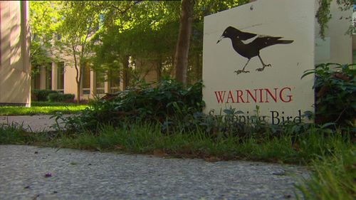 Magpies are ruffling some feathers around Parliament House in Canberra - targeting lunchgoers in the building's courtyards.