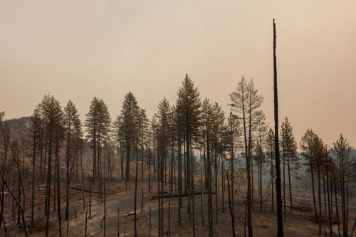 Burned through trees in the Concow area after the Camp Fire burned through the region.