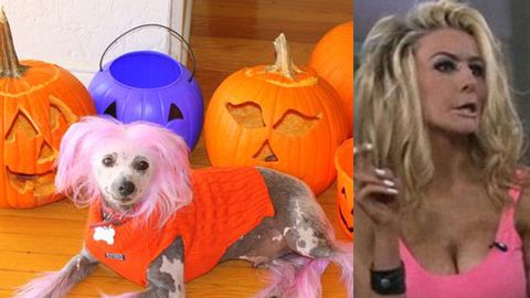 Courtney Stodden's dog and husband dress up as her for Halloween