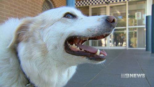 Three-year-old Medusa was lucky to escape uninjured when she fell off the back of her owner's stolen ute.