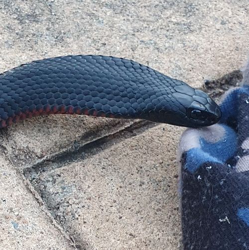 Sean Cade said he's had to remove more than 20 'very healthy' red-bellied black snakes this season.