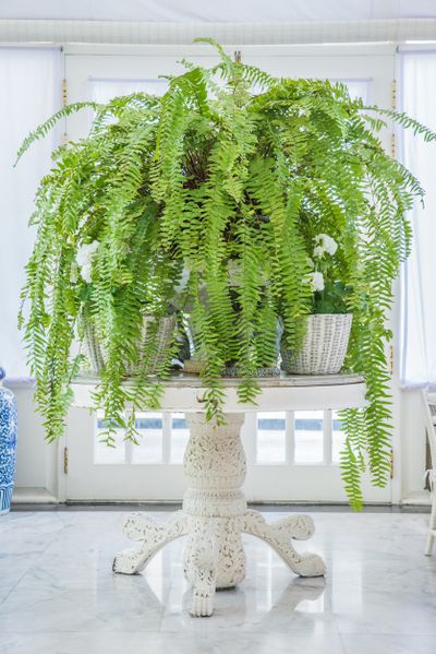 <strong>Boston Fern</strong>