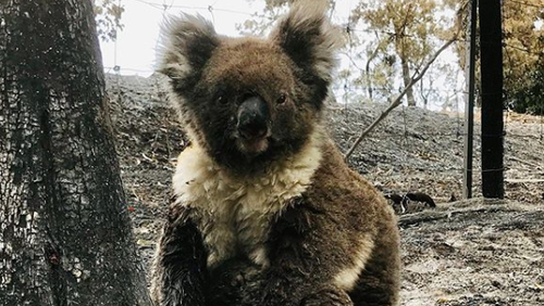 The team have noticed a number of koalas from the fireground are very traumatised.