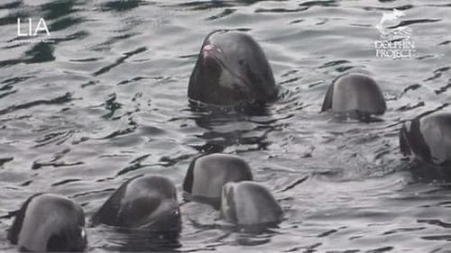 'Large' pod of pilot whales killed in Japan's 'Red Cove' 