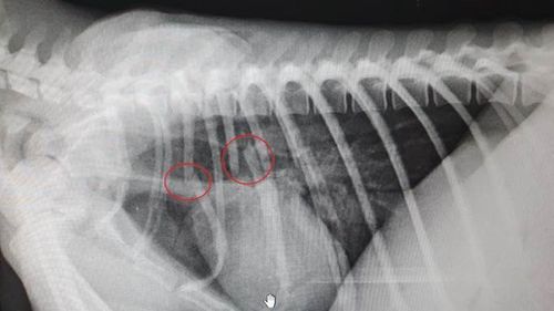 An X-ray showing Fluffy's multiple rib fractures.