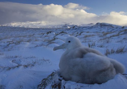 An albatross sits on top of a snow-dusted nest on Marion Island.