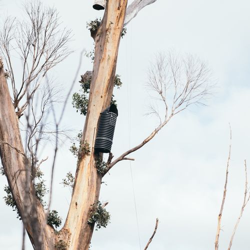 There are signs of hope for one of Australia's rarest black cockatoo species.