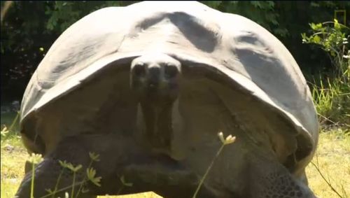 A head-on shot of the Aldabra tortoise. (source: National Geographic)