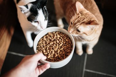 A large bowl with cat food, and two curious cats looking at it