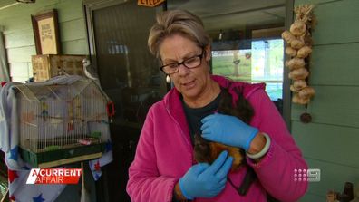 Bat carer Jae Price in Tamworth, NSW.