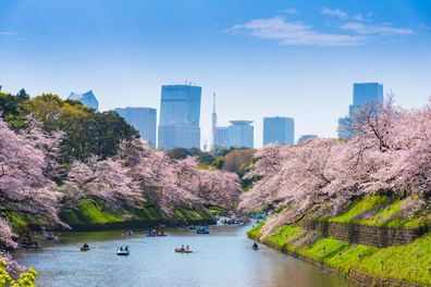 Tokyo, Japan - March 29, 2023 - Chidorigafuchi park in Tokyo during sakura cherry blossom full bloom season in Tokyo Japan. Chidorigafuchi park is popular sakura spot for traveller at Tokyo.