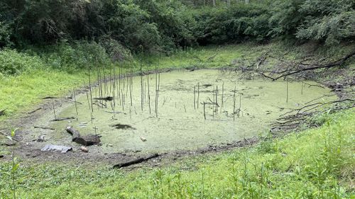 Mosquito populations have exploded due to the humid and wet weather conditions brought on by La Niña.