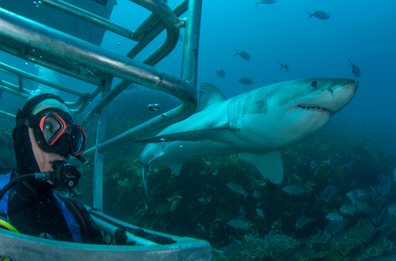 shark diving