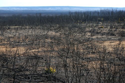 Devastation on Kangaroo Island as tourists cancel plans to visit popular destination. 