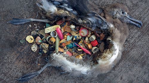 According to UNESCO, plastic debris kills more than 1 million seabirds every year, as well as more than 100,000 marine mammals.