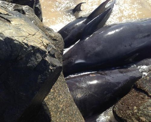 Close to 20 whales stranded against breakwater wall in Western Australia