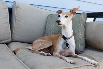 Portrait of a female Italian Greyhound dog in a home setting.