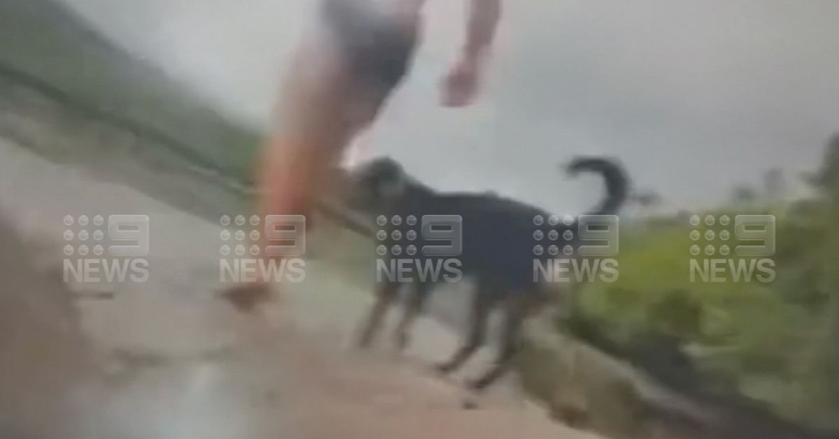 ‘He was punching its back to try and save his dog’: Crocodile attack on man and beloved rottweiler caught on film – 9News