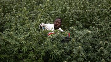 Cannabis is grown for export to Europe in a greenhouse in Uganda.