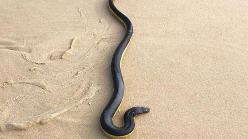 A yellow-bellied sea snake found washed up in Bryon Bay after the recent storms.