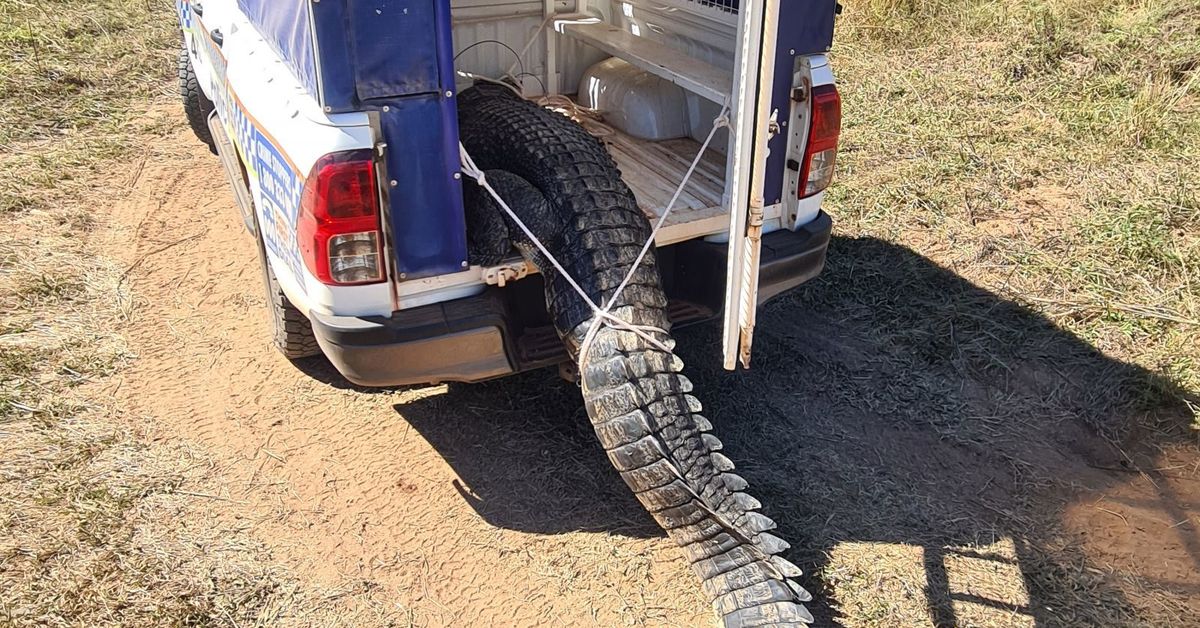 ‘Never a dull moment’: Police remove notorious croc harassing remote town