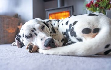 An adult male Dalmatian curled up asleep in front of a roaring log burner just after Christmas.