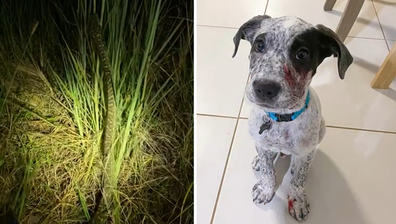 Wallyis expected to  make a full recovery. Meanwhile, Sunshine Coast Snake Catchers released the hungry python into the wild.