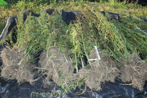 Police allegedly found three cannabis crops worth more than $1 million on a Queensland property.
