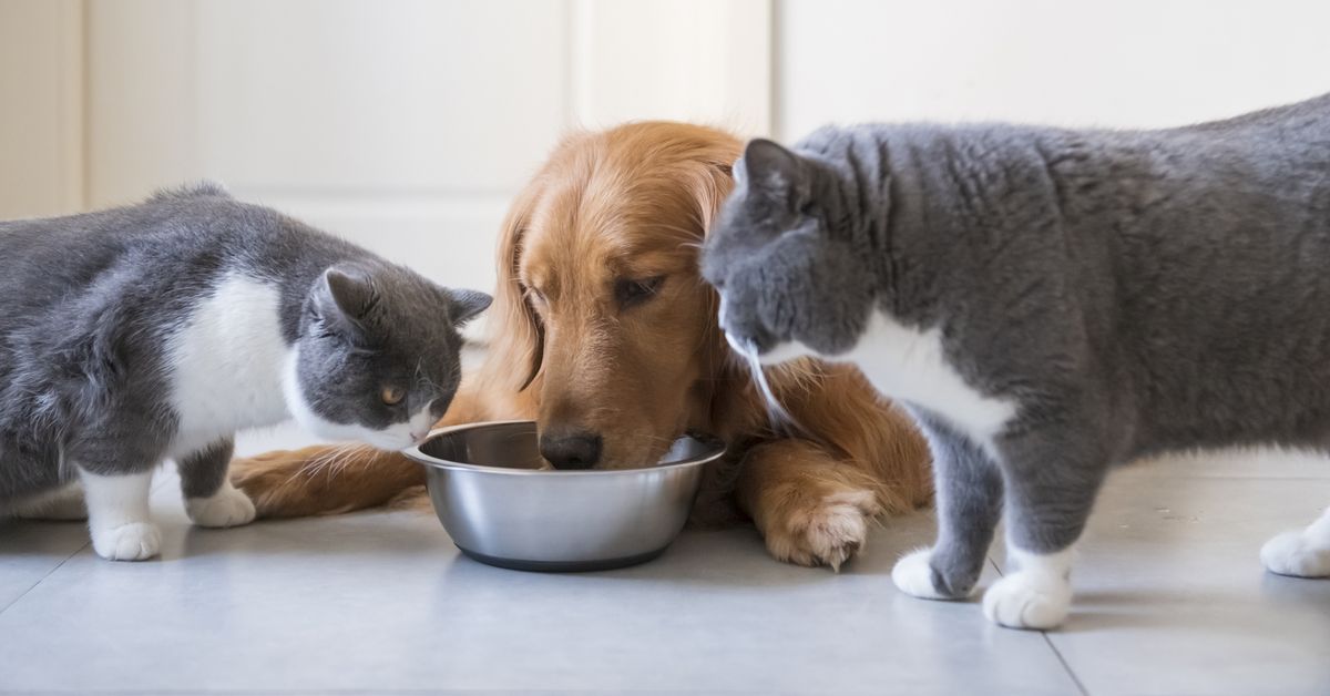 Cat Food vs Dog Food: What Pet Parents Need to Know