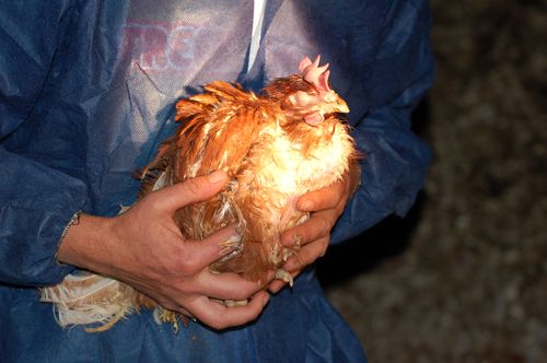 Australians are unwittingly eating caged eggs in pre-made goods like ice-cream, cake mix and biscuits. 