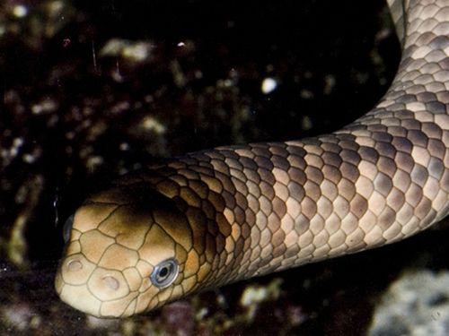 The Marine Education Society of Australia said sea snakes are among the world’s most venomous creatures, though don’t bite unless provoked or disturbed.