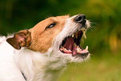Jack Russell Terrier dog behaves aggressively