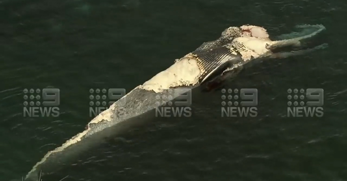 Beaches closed as sharks feed on whale carcass off Rottnest Island - 9News