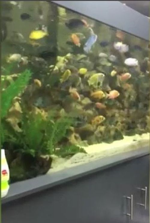 Tens of thousands of dollars-worth of exotic fish have been killed at the hands of vandals who smashed their tanks.