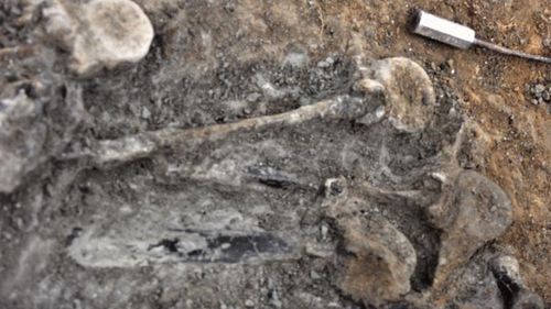 The Brighstoneus bones were found at an excavation site in England in 1978.