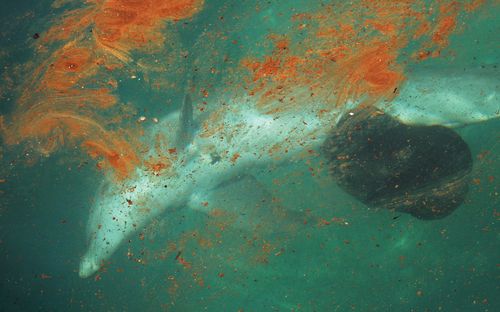 Bottlenose dolphin swimming in an oil slick, with a black plastic bag along its belly, in Curacao, Netherlands Antilles. (GETTY)