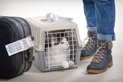 Cat in pet carrier at airport