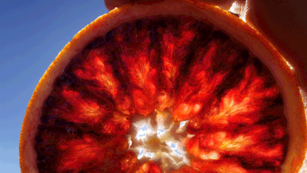 Redbelly blood orange in the sun