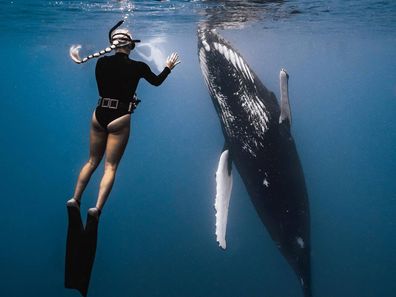 Majestic Whale Encounters.