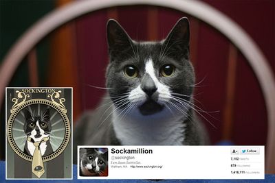 Sockington has over 1.4 million Twitter followers, also known as the "Socks Army". <br/><br/>He tweets daily kitty observations like, "Not sure if filled with contentment and pride of wonderful cat life or merely feeling a litterbox moment coming on."