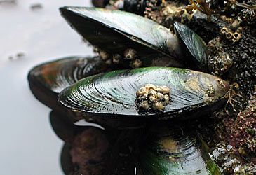 Which term denotes the feeding behaviour of mussels?